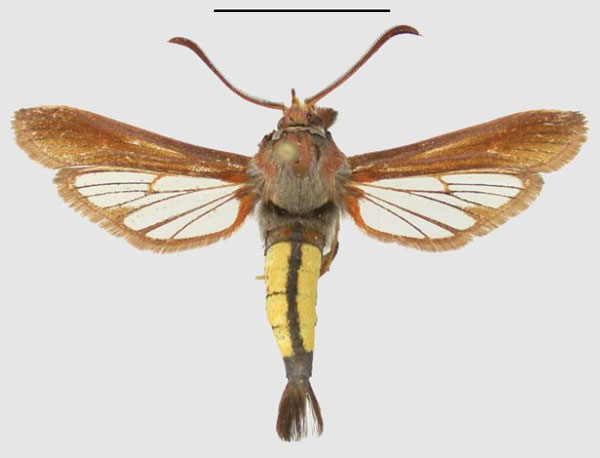 /filer/webapps/moths/media/images/X/xanthosoma_Fortikona_AM_SMNSa.jpg