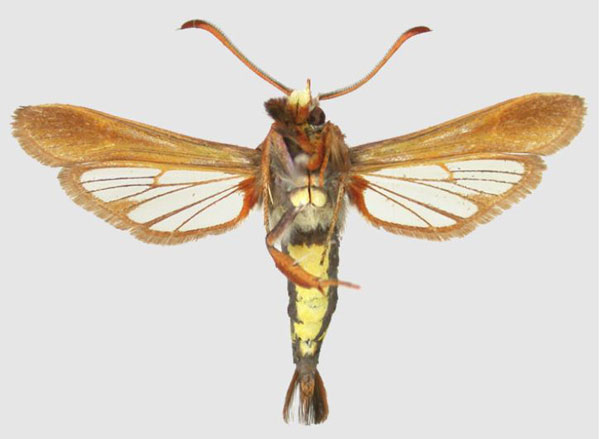 /filer/webapps/moths/media/images/X/xanthosoma_Fortikona_AM_SMNSb.jpg