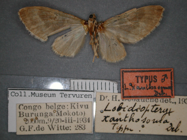 /filer/webapps/moths/media/images/X/xanthosoma_Lobidiopteryx_HT_RMCA_02.jpg