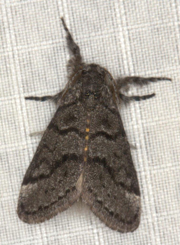 /filer/webapps/moths/media/images/X/xanthosoma_Lymantriades_AM_Heyns_01.jpg