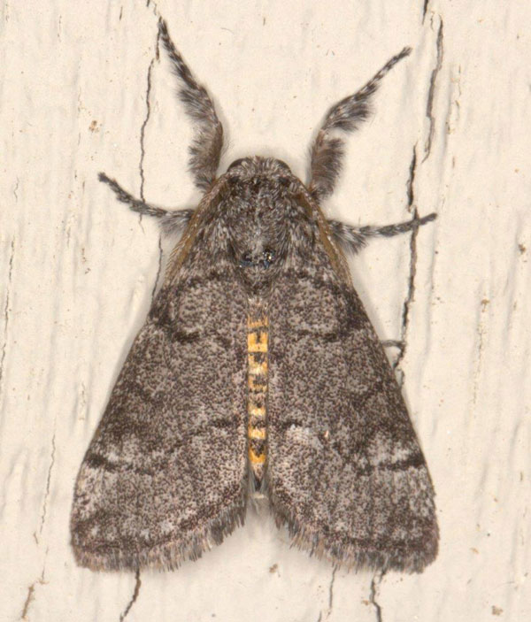 /filer/webapps/moths/media/images/X/xanthosoma_Lymantriades_AM_Heyns_02.jpg