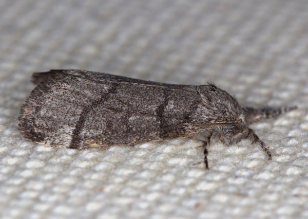 /filer/webapps/moths/media/images/X/xanthosoma_Lymantriades_AM_Heyns_03.jpg