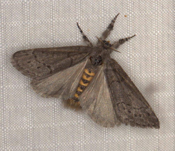 /filer/webapps/moths/media/images/X/xanthosoma_Lymantriades_AM_Heyns_04.jpg