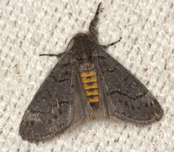 /filer/webapps/moths/media/images/X/xanthosoma_Lymantriades_AM_Heyns_05.jpg