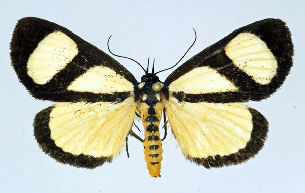 /filer/webapps/moths/media/images/X/xanthosoma_Phaegorista_A_Basquin.jpg