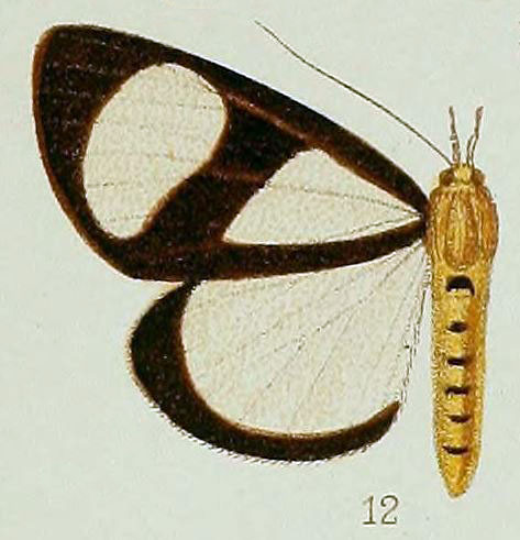 /filer/webapps/moths/media/images/X/xanthosoma_Phaegorista_HT_39_12.jpg