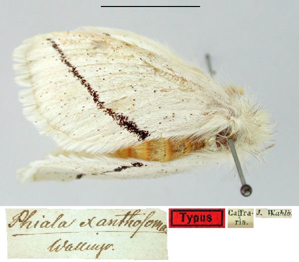 /filer/webapps/moths/media/images/X/xanthosoma_Phiala_HT_SNHM.jpg