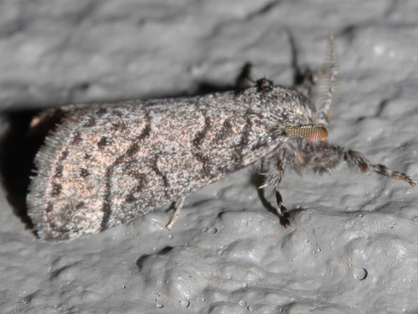 /filer/webapps/moths/media/images/X/xanthosoma_Salvatgea_A_Roland_01.jpg