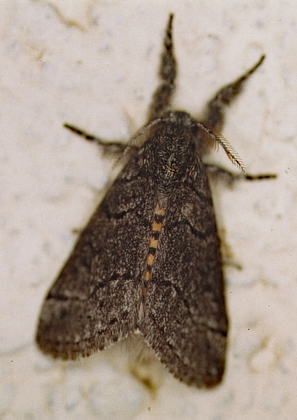 /filer/webapps/moths/media/images/X/xanthosoma_Salvatgea_A_Roland_01_Wdgfld0.jpg