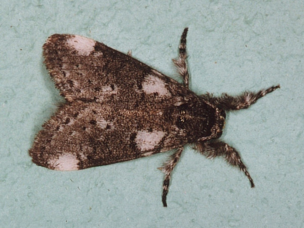 /filer/webapps/moths/media/images/X/xanthosoma_Salvatgea_A_Roland_02.jpg