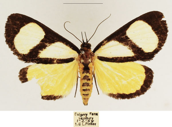 /filer/webapps/moths/media/images/X/xanthosoma_Stemonoceras_AF_TMSA_01.jpg