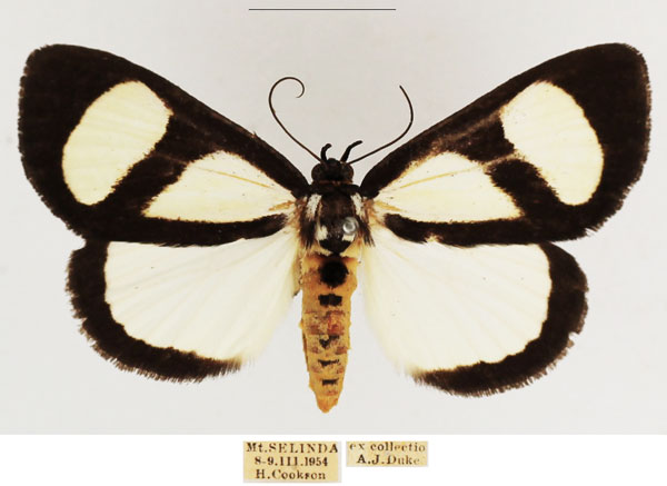 /filer/webapps/moths/media/images/X/xanthosoma_Stemonoceras_AF_TMSA_02.jpg
