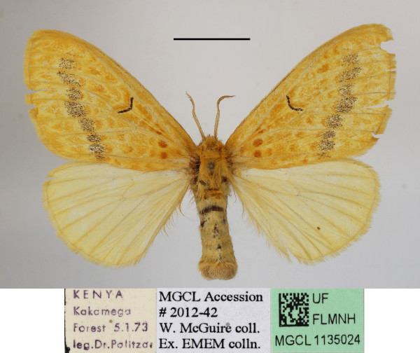 /filer/webapps/moths/media/images/X/xanthospila_Mylantria_AF_MGCLa_02.JPG
