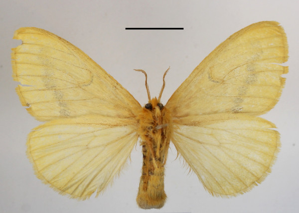 /filer/webapps/moths/media/images/X/xanthospila_Mylantria_AF_MGCLb_02.JPG