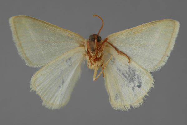 /filer/webapps/moths/media/images/X/xanthostephana_Mixocera_A_ZSM_02.jpg