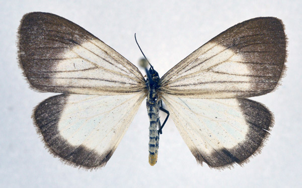 /filer/webapps/moths/media/images/X/xanthura_Xylecata_AF_NHMO.jpg