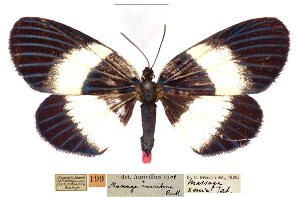 /filer/webapps/moths/media/images/X/xenia_Massaga_AM_RBINS.jpg