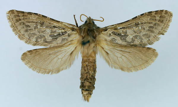 /filer/webapps/moths/media/images/X/xenoctenis_Metahepialus_AF_TMSA.jpg