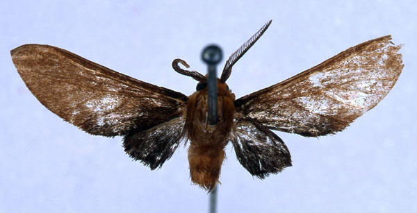 /filer/webapps/moths/media/images/X/xenops_Rhipidarctia_HT_BMNH_01.jpg