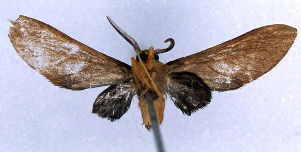 /filer/webapps/moths/media/images/X/xenops_Rhipidarctia_HT_BMNH_02.jpg