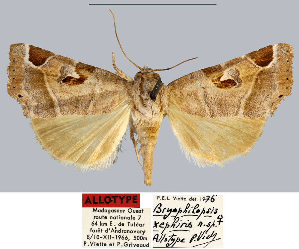 /filer/webapps/moths/media/images/X/xephiris_Bryophilopsis_AT_MNHN.jpg