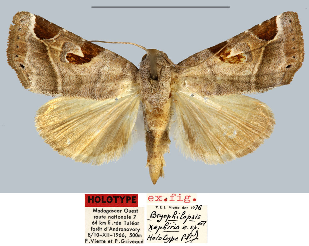 /filer/webapps/moths/media/images/X/xephiris_Bryophilopsis_HT_MNHN.jpg