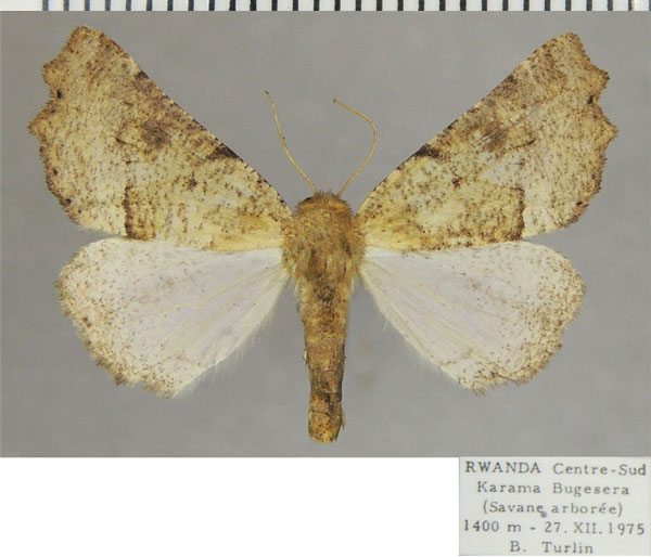 /filer/webapps/moths/media/images/X/xera_Henicovalva_AF_ZSM.jpg