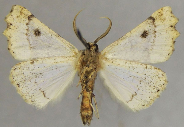 /filer/webapps/moths/media/images/X/xera_Henicovalva_AM_ZSMb.jpg