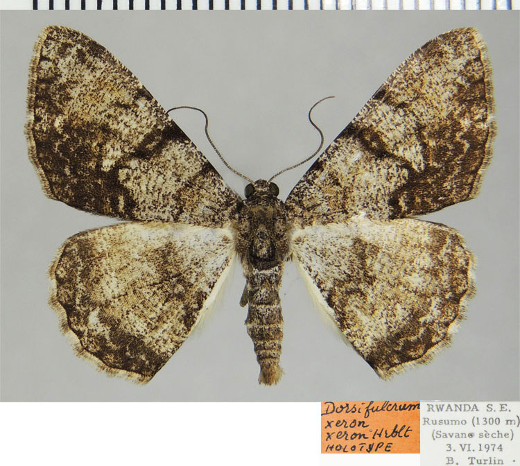 /filer/webapps/moths/media/images/X/xeron_Dorsifulcrum_HT_ZSMa.jpg