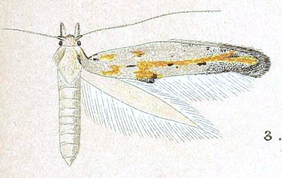 /filer/webapps/moths/media/images/X/xeropa_Temelucha_HT_Meyrick_8-3.jpg