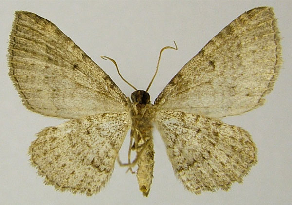 /filer/webapps/moths/media/images/X/xerophila_Horisme_HT_ZSMb.jpg