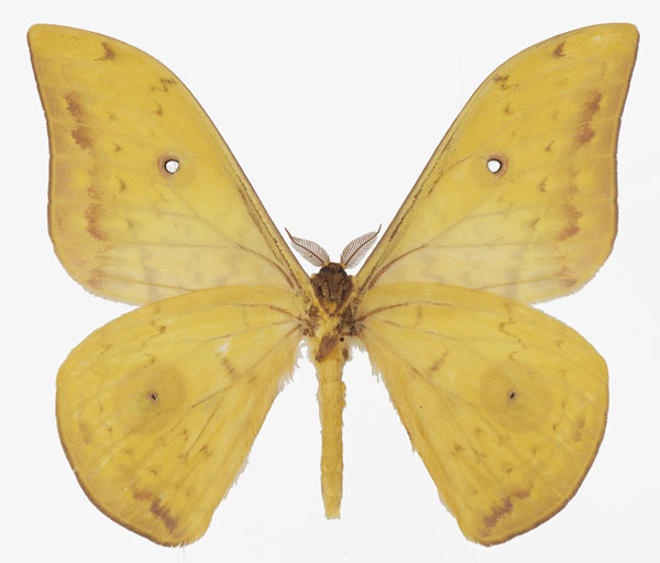 /filer/webapps/moths/media/images/X/xerophilus_Aurivillius_AM_Basquinb.jpg