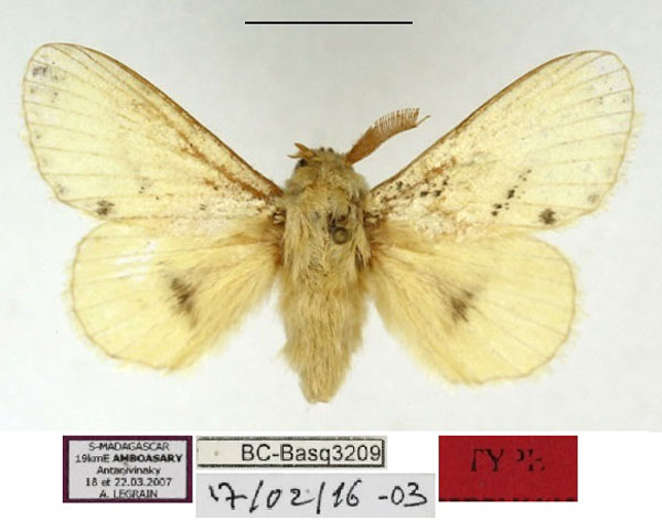 /filer/webapps/moths/media/images/X/xeros_Chionodiptera_HT_MNHN.jpg