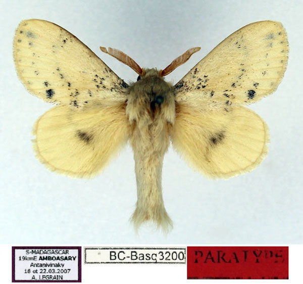 /filer/webapps/moths/media/images/X/xeros_Chionodiptera_PT_Basquin.jpg