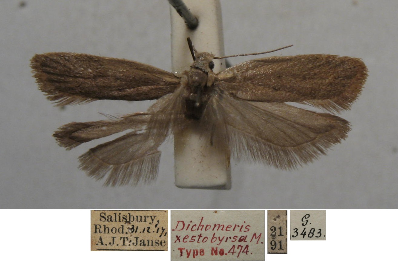 /filer/webapps/moths/media/images/X/xestobyrsa_Dichomeris_MHT_TMSA.jpg