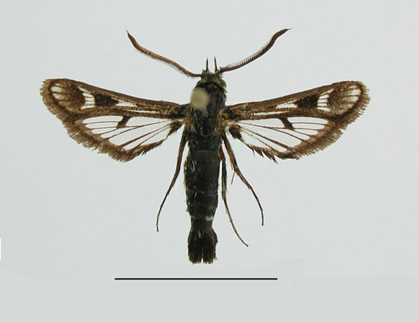 /filer/webapps/moths/media/images/X/xhosarum_Thyranthrene_HT_ZSM_01.jpg