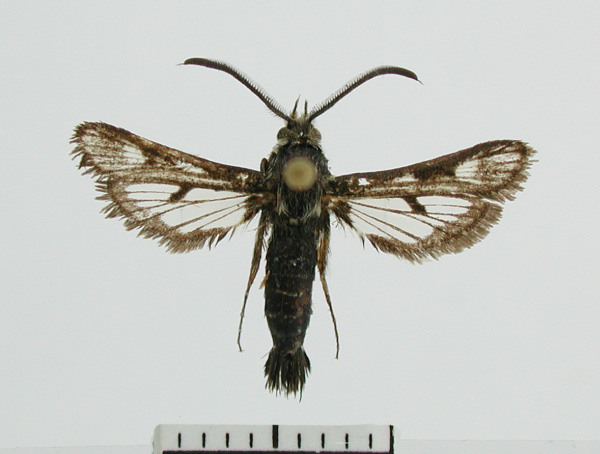 /filer/webapps/moths/media/images/X/xhosarum_Thyranthrene_PT_ZSM_02.jpg
