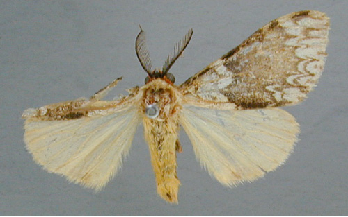 /filer/webapps/moths/media/images/X/xuthomene_Aclonophlebia_A_RMCA.jpg