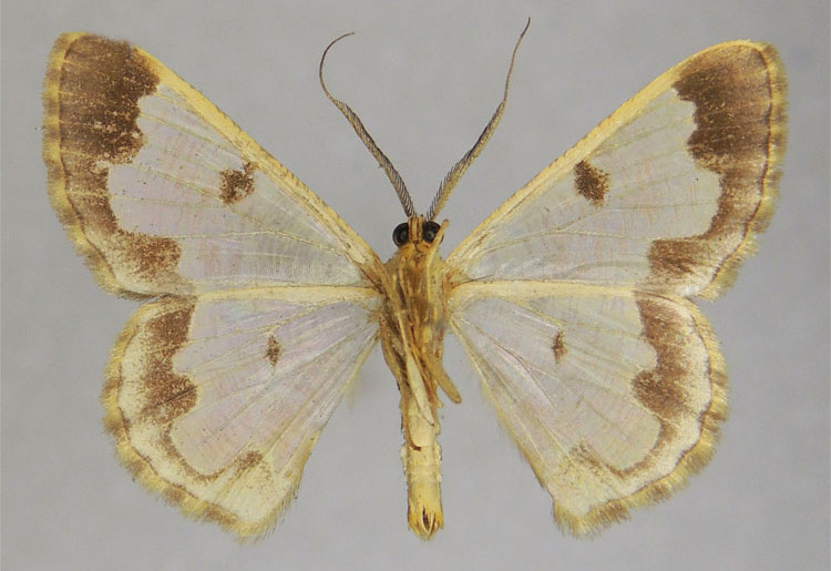 /filer/webapps/moths/media/images/X/xyele_Zamarada_AM_ZSMb.jpg