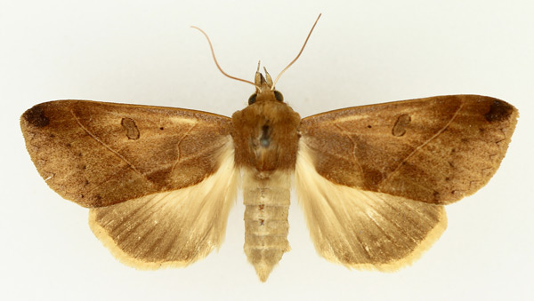 /filer/webapps/moths/media/images/X/xylina_Hypanua_AF_TMSA_01.jpg