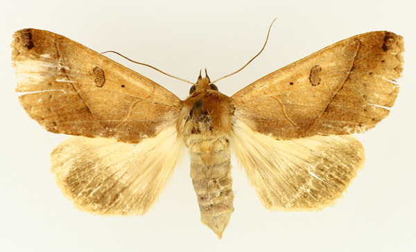 /filer/webapps/moths/media/images/X/xylina_Hypanua_AF_TMSA_02.jpg