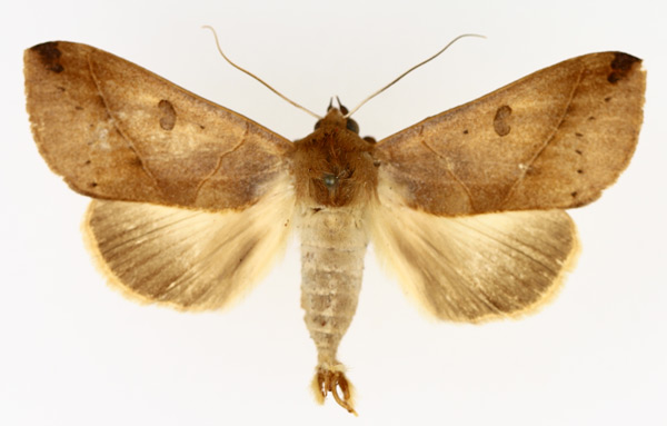 /filer/webapps/moths/media/images/X/xylina_Hypanua_AM_TMSA_01.jpg