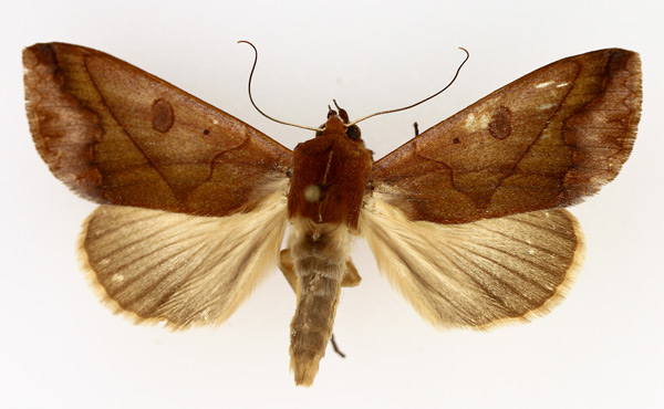 /filer/webapps/moths/media/images/X/xylina_Hypanua_AM_TMSA_02.jpg