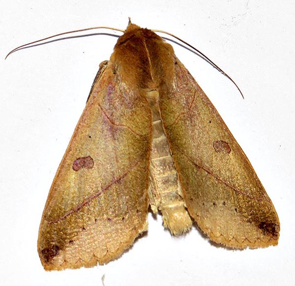 /filer/webapps/moths/media/images/X/xylina_Hypanua_A_Braun_07.jpg