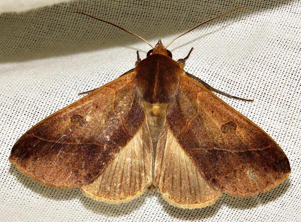 /filer/webapps/moths/media/images/X/xylina_Hypanua_A_Braun_08.jpg