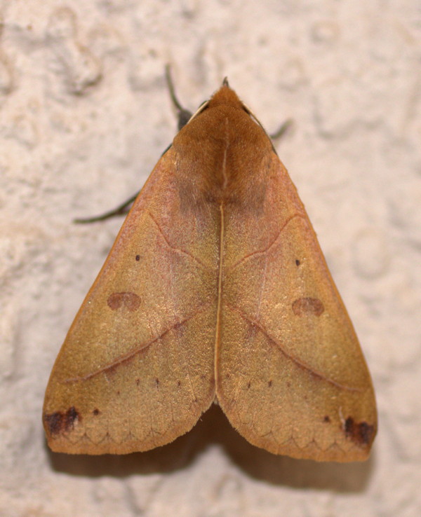 /filer/webapps/moths/media/images/X/xylina_Hypanua_A_Heyns_01.jpg