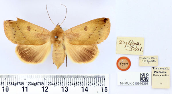 /filer/webapps/moths/media/images/X/xylina_Hypanua_HT_BMNH.jpg