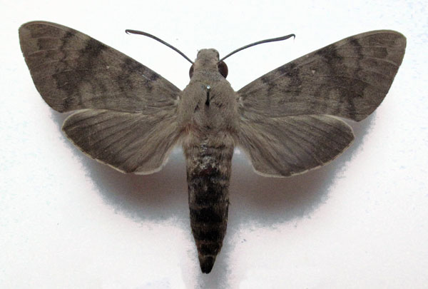 /filer/webapps/moths/media/images/X/xylina_Nephele_AM_Basquin.jpg