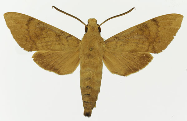 /filer/webapps/moths/media/images/X/xylina_Nephele_AM_Basquin_01a.jpg