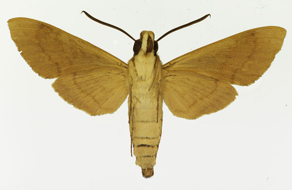 /filer/webapps/moths/media/images/X/xylina_Nephele_AM_Basquin_01b.jpg